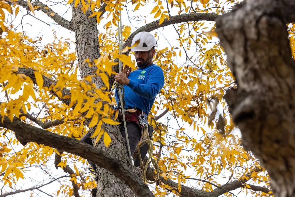 Skilled Tree Trimming crew working in Hastings